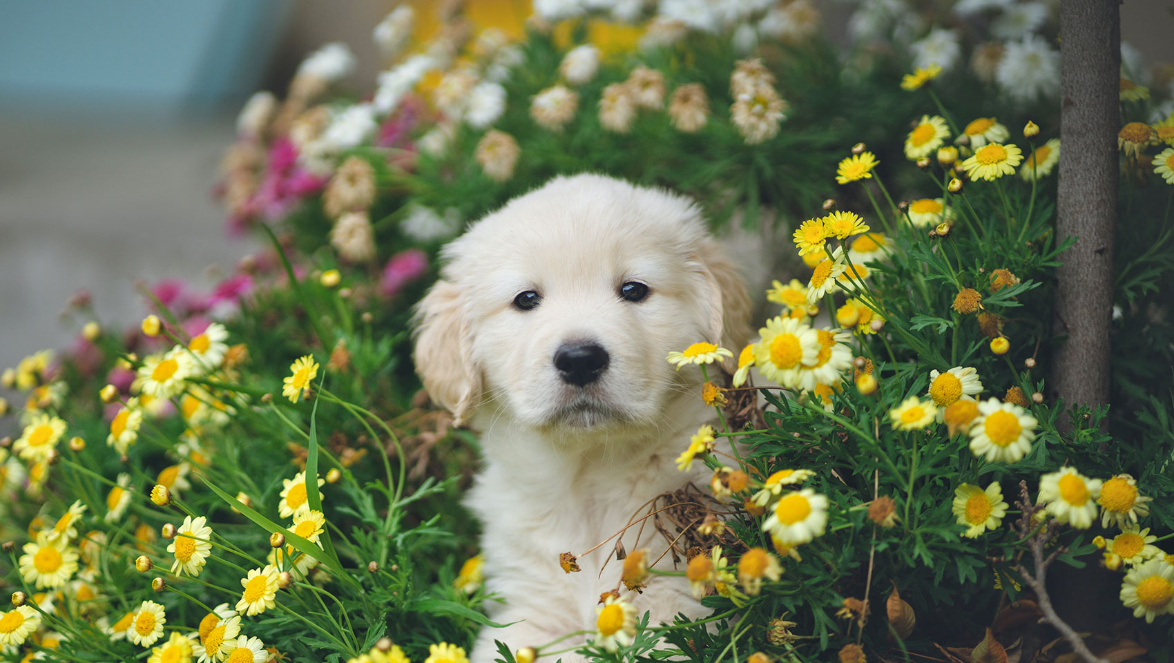 golden retriver puppy standing in flowers