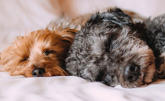 dogs