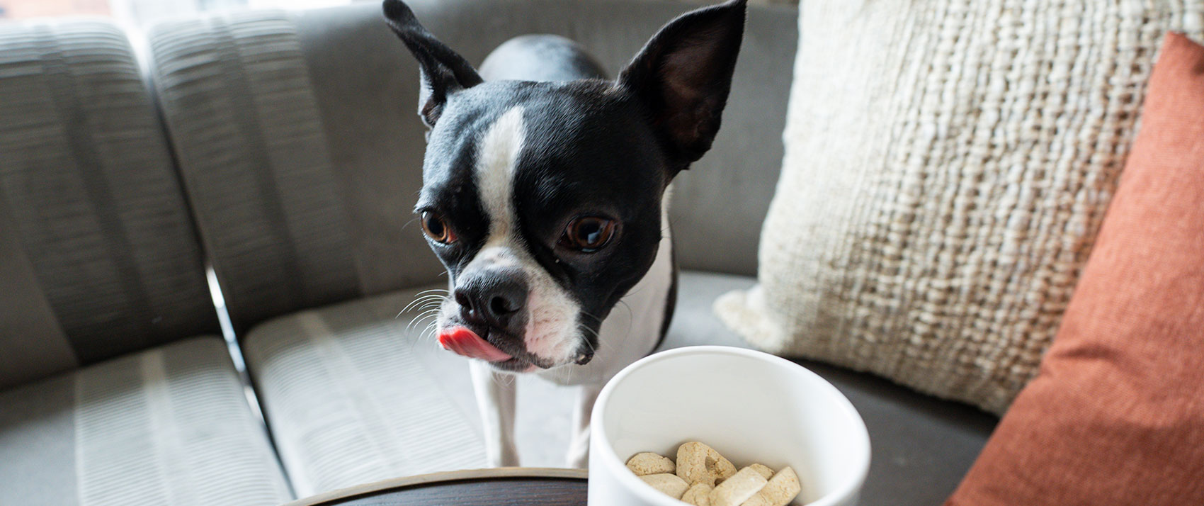 dog next to treats